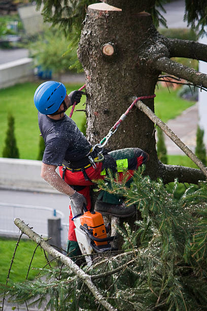 How Our Tree Care Process Works  in  Morgantown, IN